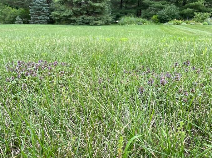 Flawn Seed Kits Mow Less Fine Fescue Grass Seed, Low Maintenance Lawn, Shake to Spread, 2 Lbs Covers up to 1000 Sqft
