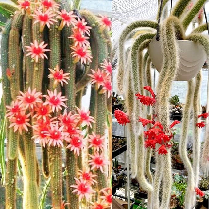 Monkey Tail Cactus Live Plant, 6-8 Inch Rare Trailing Cactus Live Rooted Succulent, Easy Care Hanging Cactus Houseplant Bareroot
