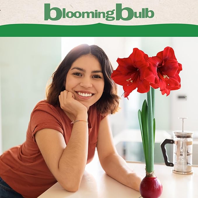 Bloomingbulb Red Waxed Amaryllis with Pink Flower 🌷 No-Soil Perennial Bulb for Indoor Display – Effortless Winter Bloom with Elegant Pink Petals
