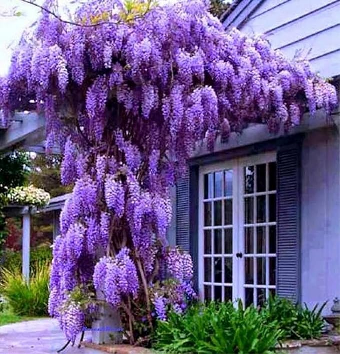American Wisteria Tree Live Plant, 6 to 12 Inch Tall, Wisteria Vine Live Plant, Fragrant Wisteria Flowers Potted