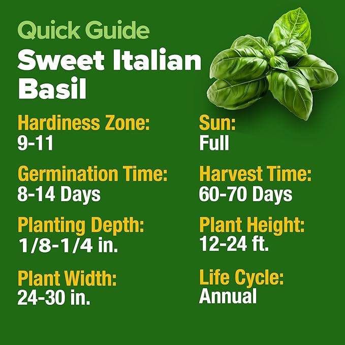 HOME GROWN Italian Basil Seeds Bulk Pack 1,424 Sweet Large Leaf Basil Seeds for Planting and Heirloom Herb Seeds for Planting Indoors or Outdoors (Ocimum basilicum)
