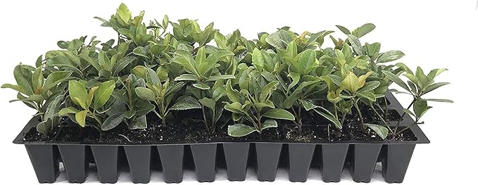 Indian Hawthorn - 20 Live Plants - Rhaphiolepis Indica Alba - Flowering Evergreen Shrub