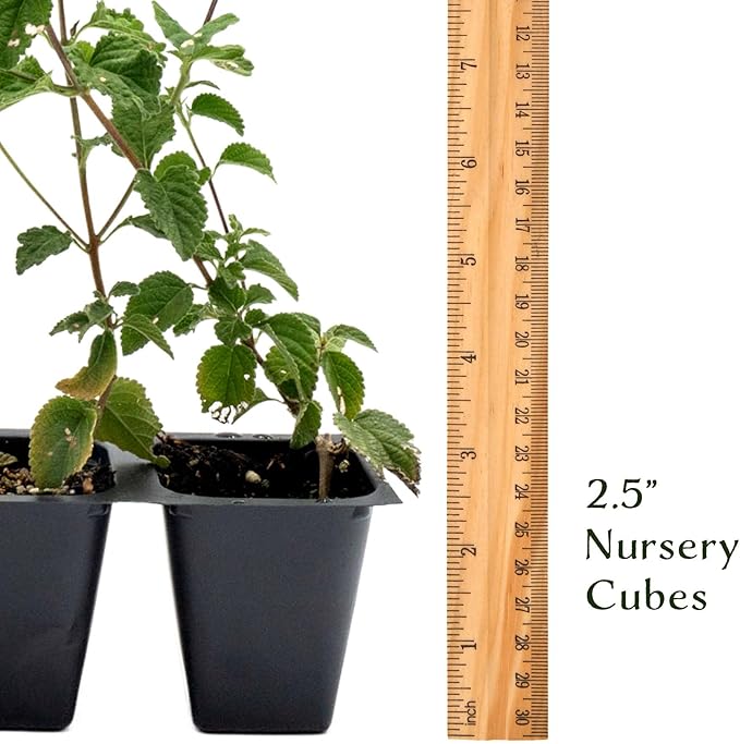 12 Lavender Lantana in 2.5” Nursery Cubes (Lantana montevidensis) | Trailing Live Evergreen Shrub for Containers & Landscapes | Ready-to-Plant Live Starter Plants