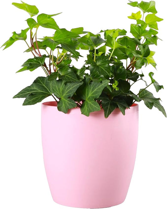 Thorsen's Greenhouse Live Green English Ivy Plant, Hedera Helix, Natural Air Purifier, Easy to Grow, Live Indoor Houseplant, 4" Diameter Pot (Blush)