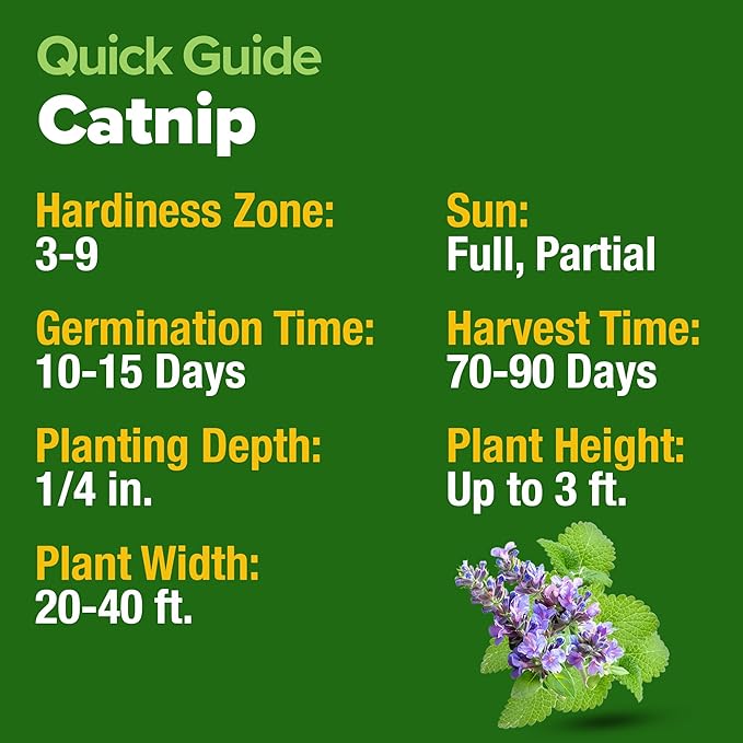 HOME GROWN Catnip Seeds (Bulk Pack) Non GMO Heirloom Herb 2,116 Seeds - Indoor or Outdoor Seed - High-Germination Cat Nip - Cat Safe Plants (Nepeta cataria)