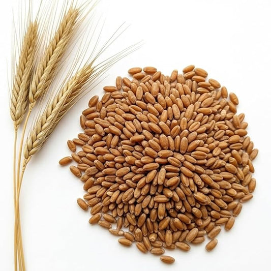 Cereal Rye Grain Seeds Open Pollinated Cover Crop Forage Deer Plot Food (8 Pounds)