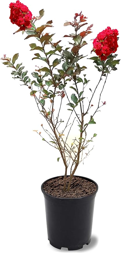 American Plant Exchange Ruffled Red Magic Crape Myrtle Tree Live, 1-Gallon Pot, 1-1.5ft Tall, Vibrant Red Flowers, Drought-Tolerant, Large Outdoor Landscape Accent, Year-Round Beauty