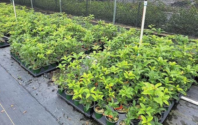 Orange Fragrant Tea Olive - Live Plants - (1 QT)