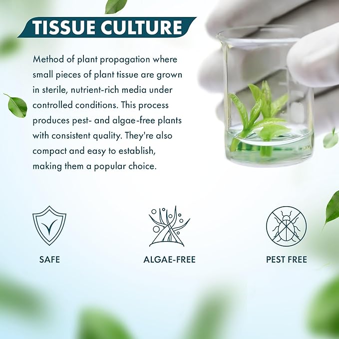 SubstrateSource Live Plant - Peplis Diandra (Didiplis Diandra) - Foreground Stem with Bright Green and Orange Hues, Snail-Free in Vitro Aquarium Plant - Tissue Culture