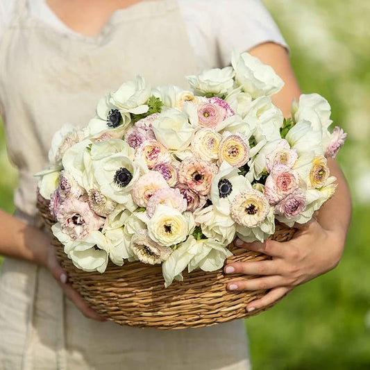 Eden Brothers Anemone & Ranunculus Bulbs - Alpine Mix