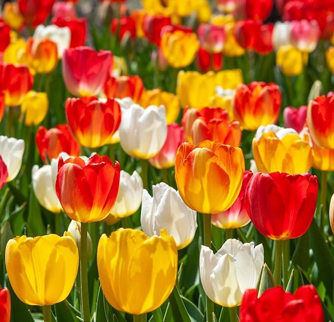 Tulipa Fringed Mixture Tulip Bulbs Size 11/12 for Planting - Plant in Fall, Winter or Early Spring (Apeldoorn Mixture, 15, Count)