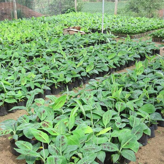 Sweetheart Banana Plant Live for Planting, Banana Trees Live Plants for Outdoor Indoor Planting, Cold Hardy, 4-7" in Tall, No Pot, Musa Plant