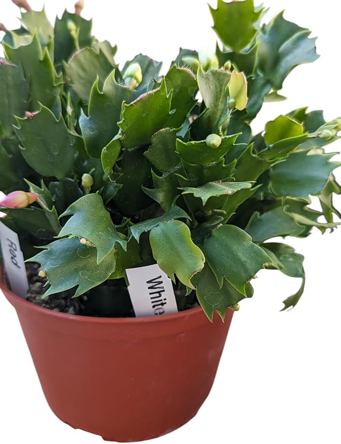 Red and White Christmas Cactus, Live Houseplant in 6-Inch Pot, Stunning Flowering Plant