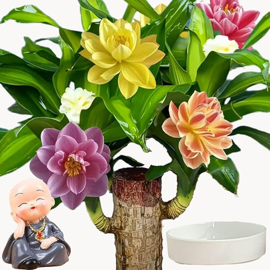 Brazilian Lucky Wood Plant for Home & Office Decor, Brazilian Wood Houseplant Kit Lucky Plants for Good Luck in The Home, Natural Air Cleaner for Bedroom (ash)