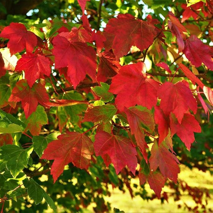 Brighter Blooms - October Glory Red Maple Tree, 5-6 ft. - No Shipping to AK, AZ, HI