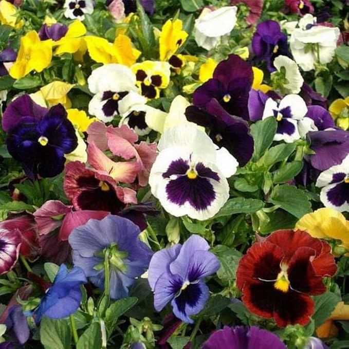 Pansy, Swiss Giant Mixed Color Flower Seeds, Pack of 2000+ Seeds by Seeds2Go