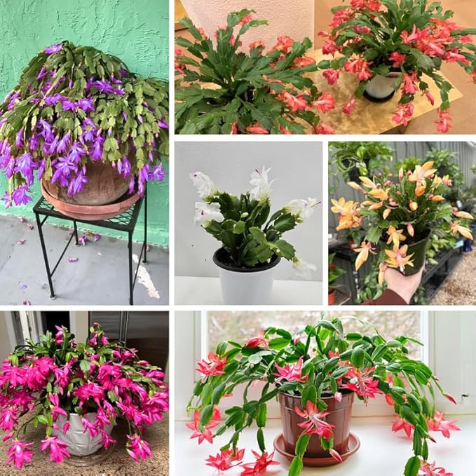 4 Mixed of Easter Cactus Plants Live, Christmas Cactus, False Thanksgiving Cactus Plants Like, Cold Hardy, 5-9" in Tall, No Pot, Assorted Colors - 3