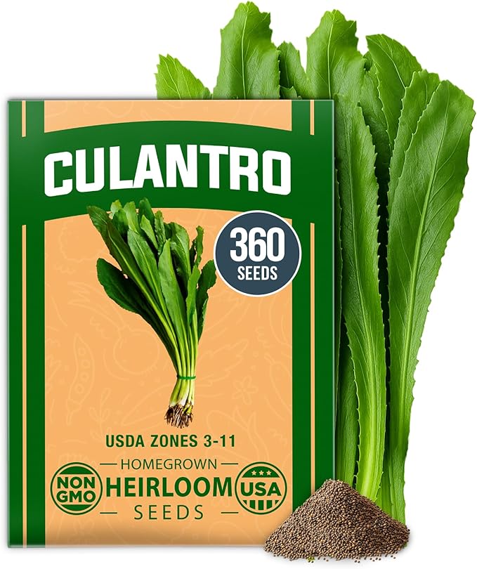 HOME GROWN Culantro Seeds 360 Herb Seeds for Planting Non-GMO Heirloom Variety, Robust Flavor, Thrives in Heat, Grows Indoors or Outdoors, Cilantro Substitute (Eryngium Foetidum)