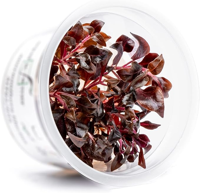 SubstrateSource Live Plant - Alternanthera Reineckii Bronze Tissue Culture Aquatic Live Aquarium Plant - 100% Snail Free in Vitro Cup (AR Bronze)