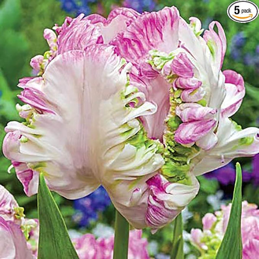 Marde Ross & Company 5 Weber's Parrot Tulip Bulbs - Spring Bulbs