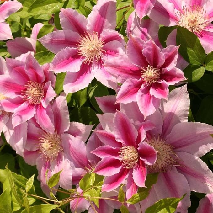 Clematis Fireworks - 5 Live Plants in 4 Inch Growers Pots - Clematis 'Fireworks' - Starter Plants Ready for The Garden - Beautiful Deep Pink and Purple Flowering Vine