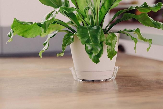 Curtis Wagner Plastics Oval Clear Heavy Gauge Vinyl Basket Liner (5-Pack) - Clear, Oval (Diameter: 6.5 x 4.25 Base, 9.25 x 6.8 x 3.5 Top, 3.5 Depth) Thin Plastic Plant Tray