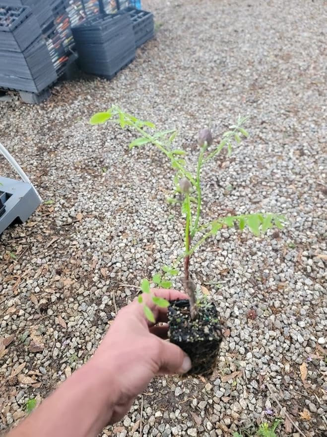 Amethyst Falls Wisteria Vine - Starter Plant (5L) (1 Live Plant)
