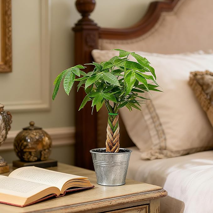 Live Plants Money Tree in 4" Matte Metal Pot, Easy to Grow Houseplant, Indoor Bonsai, Home Office Decor, Birthday Housewarming Gift