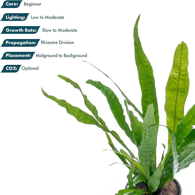 SubstrateSource Live Plants - Microsorum Pteropus ‘Narrow’ (Microsorum pteropus) - Low to Medium Light, Deep Green Accent Aquatic Epiphytic Plant, Midground to Background Placement - Pot, 1 Pack