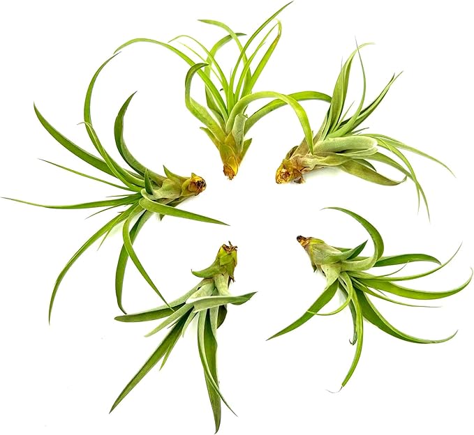 ragnaroc Air Plants - Tillandsia Capitata (Peach), Large 5-7” - 5 ct - Live Arrival Guaranteed - House Plants for Home Decor & Gift