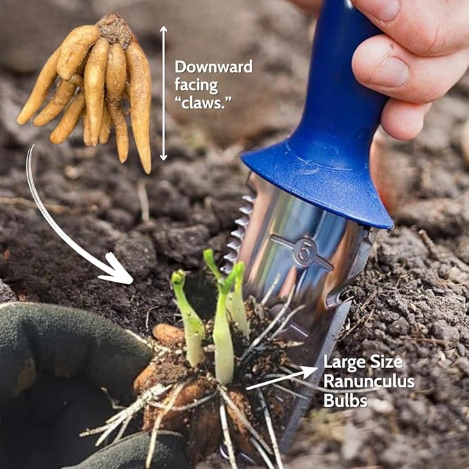25 Ranunculus Bulbs for Fall Planting, Perennial Flowers Bulbs for Gardens, Vibrant Peony Buttercup Corms for Outdoor Borders (White Ranunculus)
