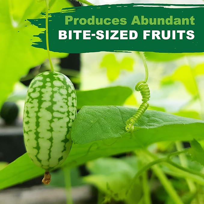 TKE Farms & Gardens - Cucamelon Seeds for Planting, 75 Heirloom Non GMO Seeds, Mexican Sour Gherkin Mouse Melon, Delicious Mini Fruits, Easy to Grow, Includes Instructions, Rare Garden Seeds, 1 Pack