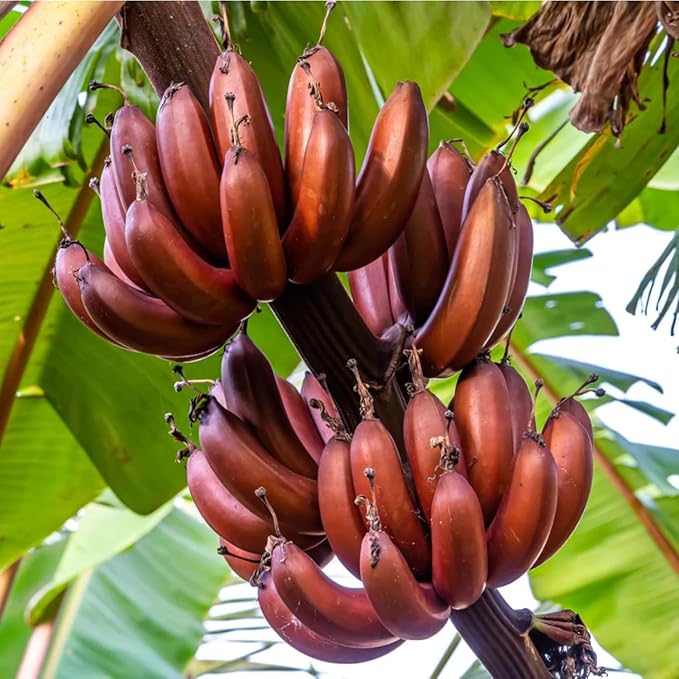 Banana Tree Live Plant, Cold Hardy Banana Plant Live, Tropical Banana Fruit Seedling, Well Rooted 4-8 Inch Tall (Red Banana)