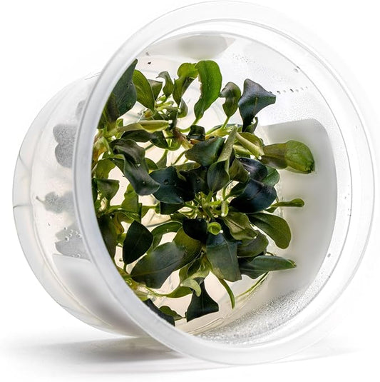 SubstrateSource Live Plants – Bucephalandra 'Pygmy' (Bucephalandra sp. 'Pygmy') – Low to Moderate Light, Deep Green Iridescent Color, Foreground to Midground, Rhizome – Tissue Culture, 1 Pack