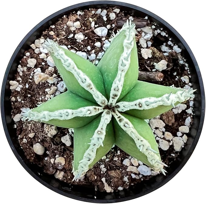 Sprout N Green Mexican Fence Post Cactus | Pachycereus marginatus, 4" to 6" High Live Cacti Plant, Office Home Décor