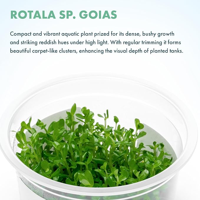 SubstrateSource Live Aquarium Plant - Rotala sp. Goias - Snail Free in-Vitro Intermediate Care Freshwater Aquatic Plants for Aquascaping, High Light, Moderate Growth - Tissue Culture
