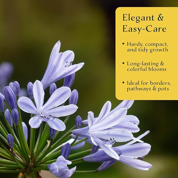 4 Frederick Street Park Agapanthus in 2.5” Nursery Cubes (Agapanthus ‘Frederick Street Park’) | Compact Semi-Evergreen Perennial for Borders, Containers, and Pollinator Gardens | Ready-to-Plant