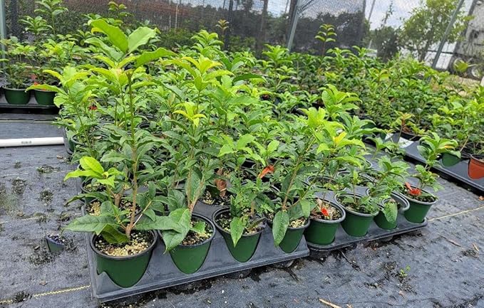 Orange Fragrant Tea Olive - Live Plants - (1 QT)