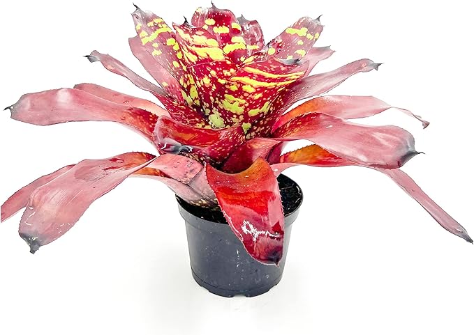 ragnaroc Live Plants - Bromeliad Neoregelia 'Green Eye', 16" Wide and 12" Tall in 6" Pot - 1ct - Live Arrival Guaranteed - House Plants for Home Decor & Gift