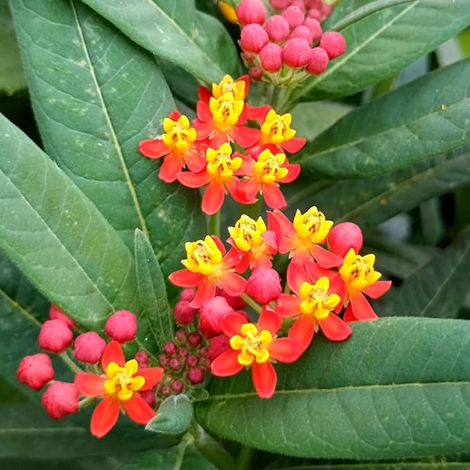 2 Milkweed Plants Live, Live Milkweed Plants, Asclepias Tuberosa Plant, 5 to 8 Inc Tall, Outdoors Gardening (Red)