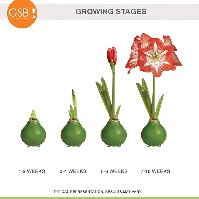 Garden State Bulb Waxed Amaryllis Flower Bulb, 30/32cm (Green)