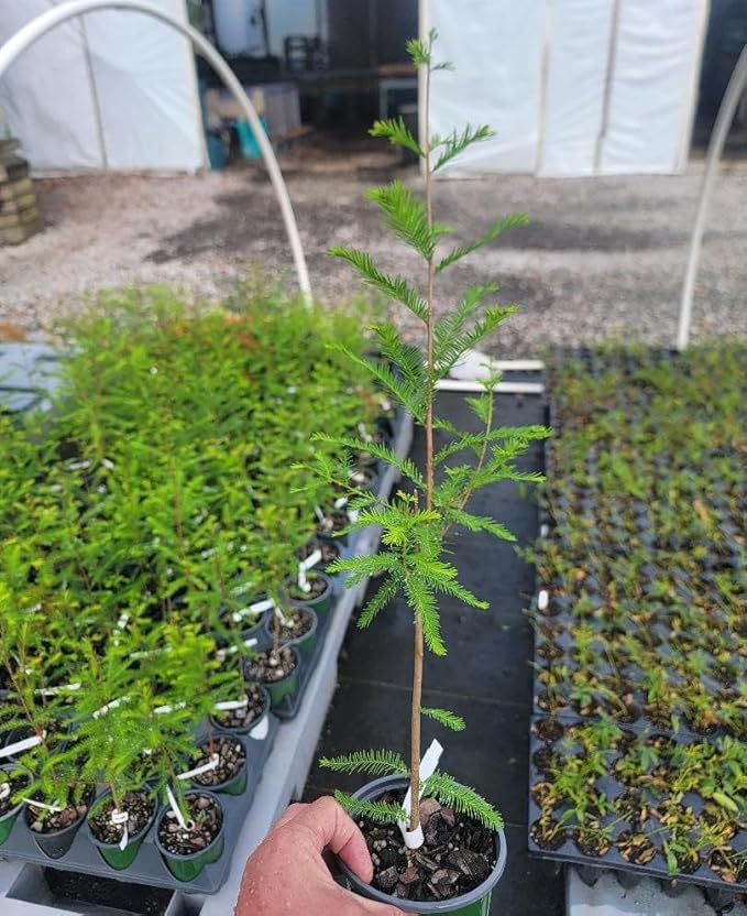 Bald Cypress Tree (Taxodium distichum) - Live Plant - (1 QT)