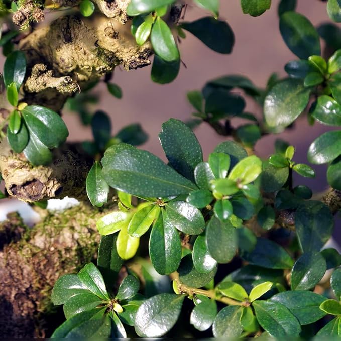 Brussel's Bonsai Live Fukien Tea Bonsai Tree - Medium, 9 Year, 8 to 12 inches Tall - Indoor Bonsai Tree Live with Ceramic Bonsai Pot and Bonsai Tray