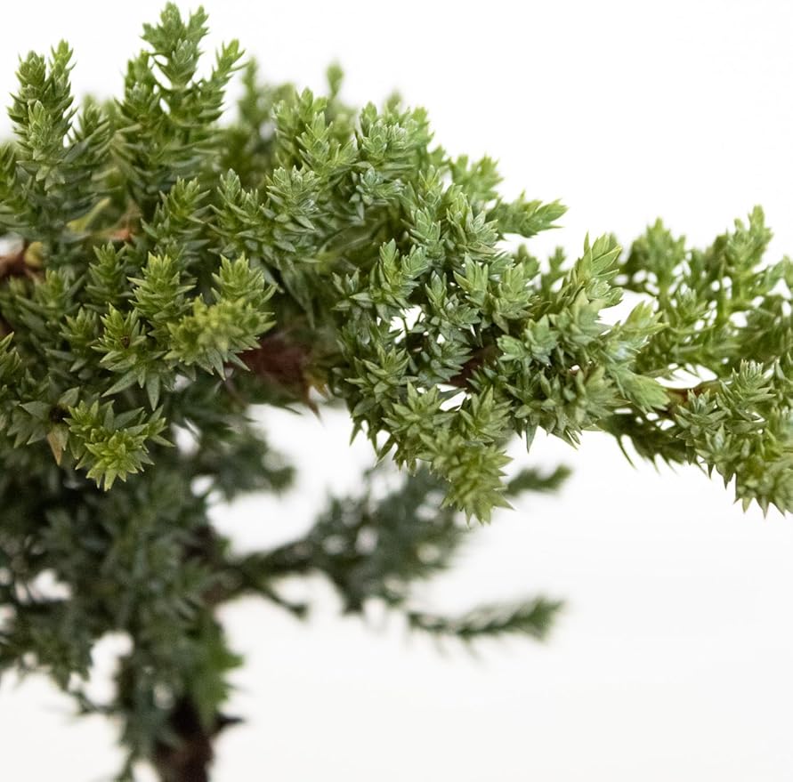 United Nursery Juniper Procumbens Nana Mini Bonsai – 6-Inch Grower Pot – 8–12” Tall – Dwarf Japanese Garden Juniper Tree – Easy-Care Evergreen Bonsai for Indoor or Outdoor Display