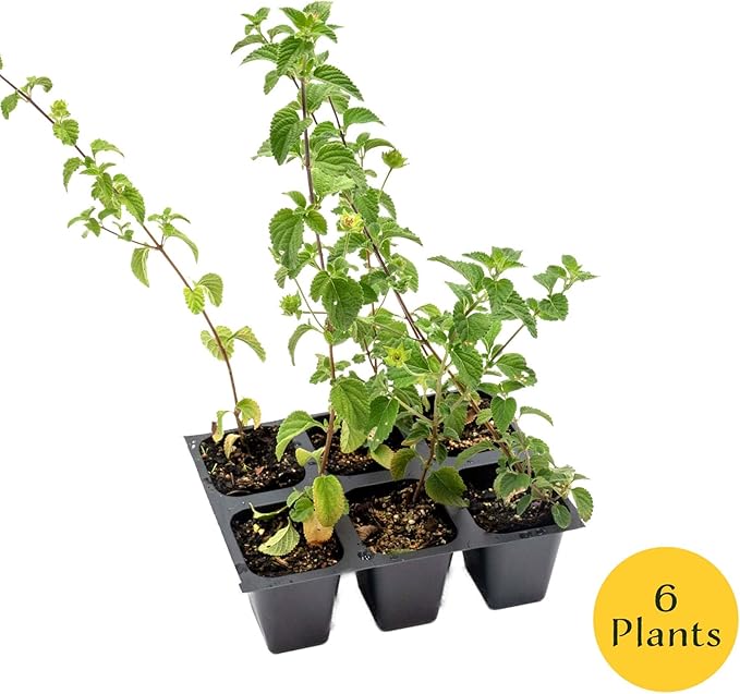 6 Lavender Lantana in 2.5” Nursery Cubes (Lantana montevidensis) | Trailing Live Evergreen Shrub for Containers & Landscapes | Ready-to-Plant Live Starter Plants