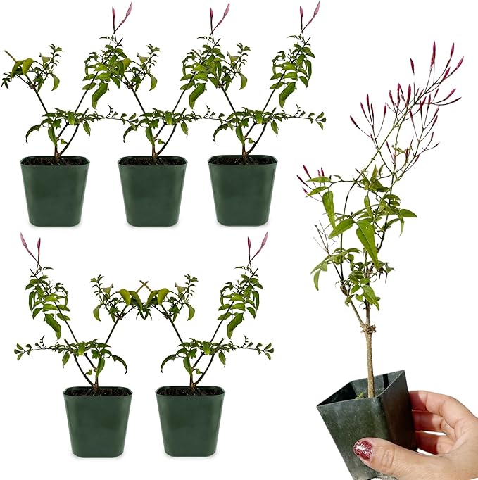 My Shelfie - Mini Pink Jasmine Plant Vine, Jasminium Polyanthum Starter in 2-Inch Pot, Live Plants Outdoor Setting, Pet-Friendly, 5-Piece