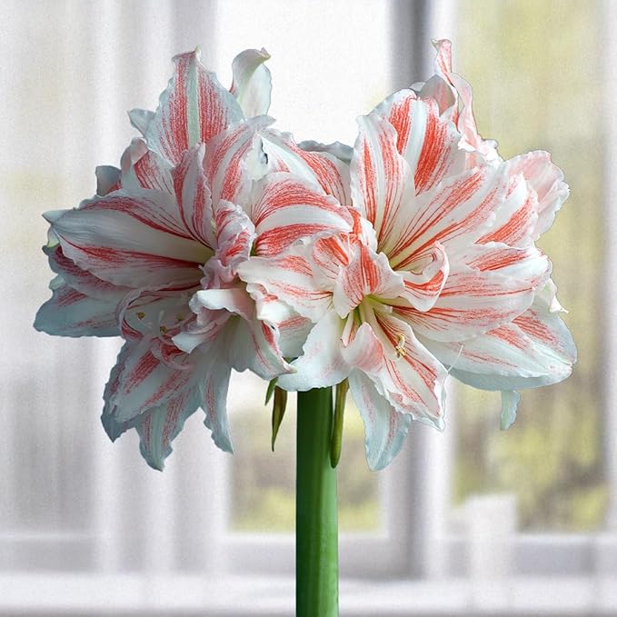 Aquaro Double Amaryllis Bulb by Horn Canna Farm | Large Indoor Holiday Flower Bulb | White Double Blooms with Pink Streaked Petals