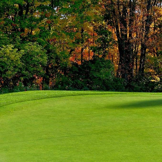 Creeping BentGrass Seeds, 5 Pounds