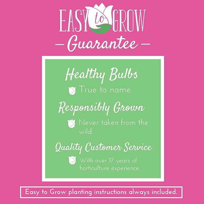 Easy to Grow Amaryllis Pink Surprise 1 Plant Bulb - Large Rich Pink Flowers Indoor Holiday & Outdoor Zones 9-11