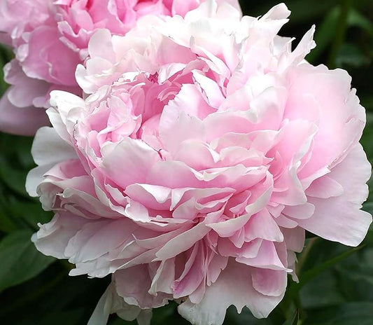 Sarah Bernhardt Double Pink Peony - Large 3-5 Eye, Bare Root | Premium Peony for Planting